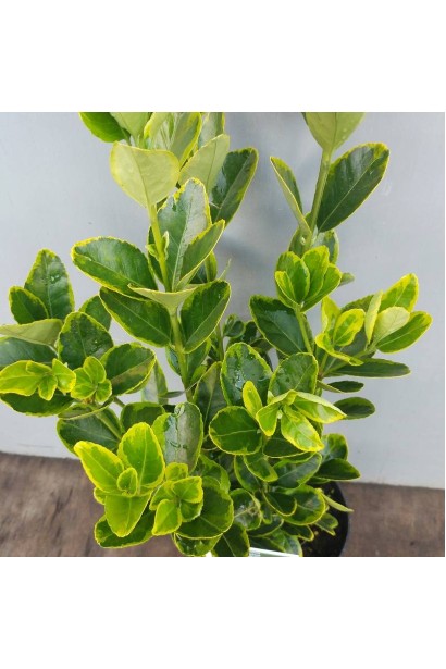 Euonymus Japanese Aureomarginatus TOPIAR